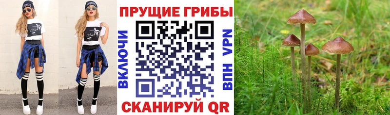 Купить где  Ясный  Псилоцибиновые грибы Magic Shrooms 